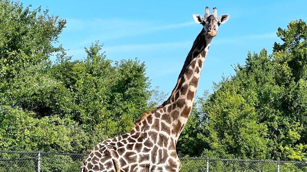 The oldest Masai Giraffe at the Kansas City Zoo dies | Kansas City